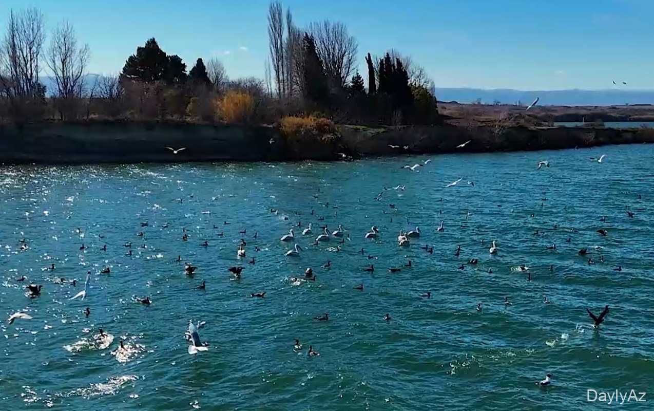 Yenikənd su anbarında ekoloji nəzarət gücləndirilib 
							 – Video