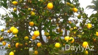 limon haqqinda melumat