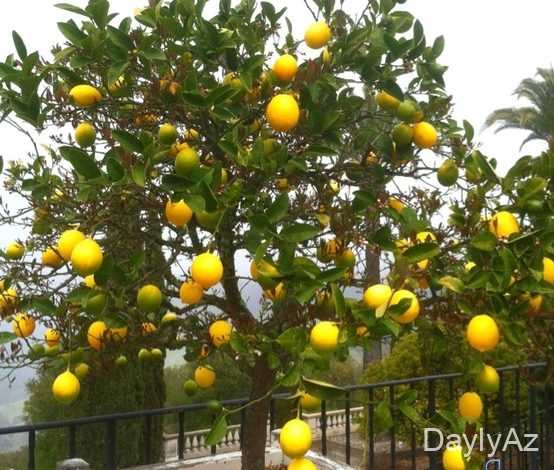limon haqqinda melumat