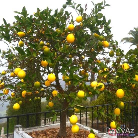 Limon Haqqında Ətraflı Məlumat | Faydaları, Növləri və İstifadəsi