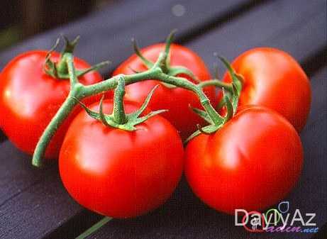 pomidor haqqında melumat