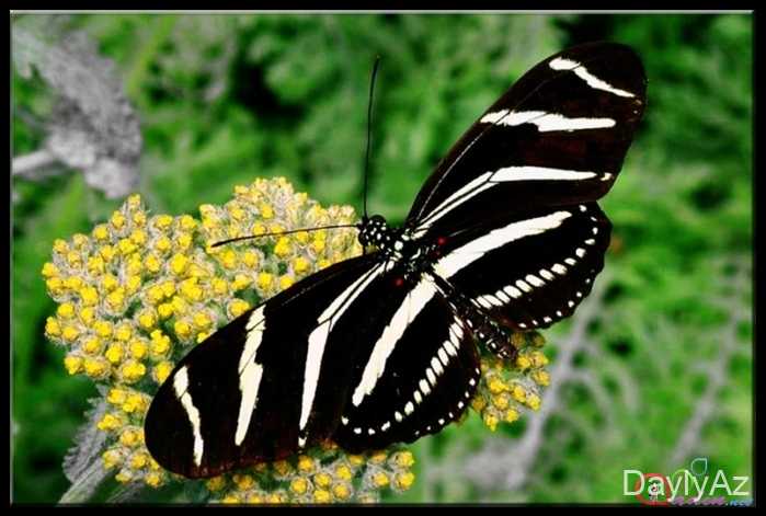 kepenek haqqında melumat