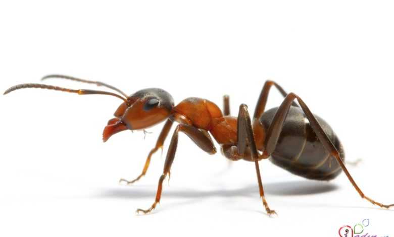 qarisqa haqqinda melumat