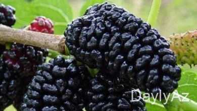 tut agaci haqqinda melumat