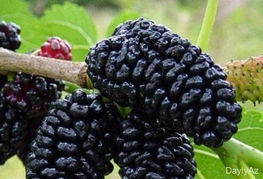 Tut Ağacı Haqqında Tam Məlumat – Faydaları, Növləri və Yetişdirilməsi