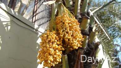 xurma ağacı haqqinda melumat