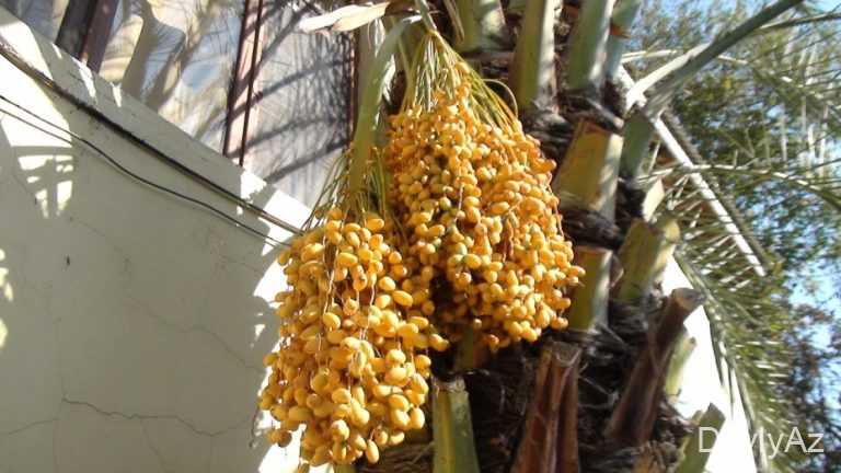Xurma Ağacı və Meyvəsi Haqqında Tam Məlumat | Xurma Növləri, Faydaları və Yetişdirilməsi