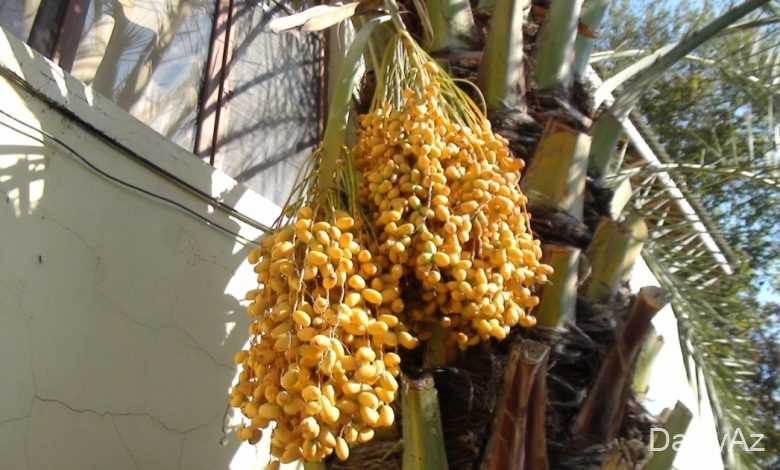 xurma ağacı haqqinda melumat