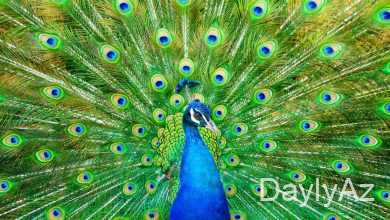 tovuz qusu haqqinda melumat