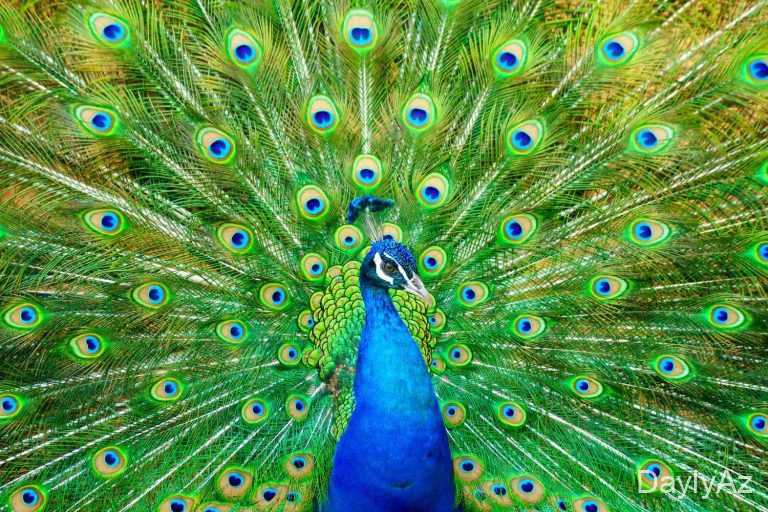 Tovuz Qusu Haqqında Tam Məlumat – Biologiyası, Baxımı və Tarixi