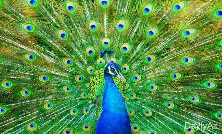 tovuz qusu haqqinda melumat