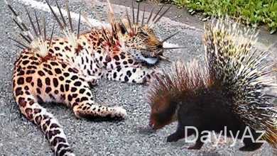 oxatan kirpi haqqinda melumat