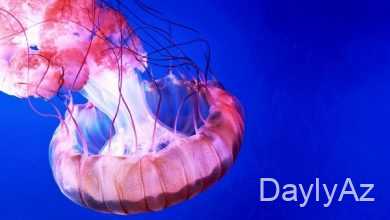 meduza haqqinda melumat