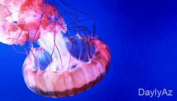 Meduza Haqqında Məlumat – Növləri, Yaşayış Mühiti və Sancma Təhlükəsi