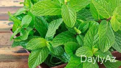 nane haqqinda melumat