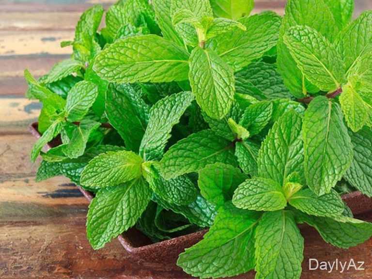 Nane Haqqında : Faydaları, Çayı, Yağı və İstifadə Sahələri