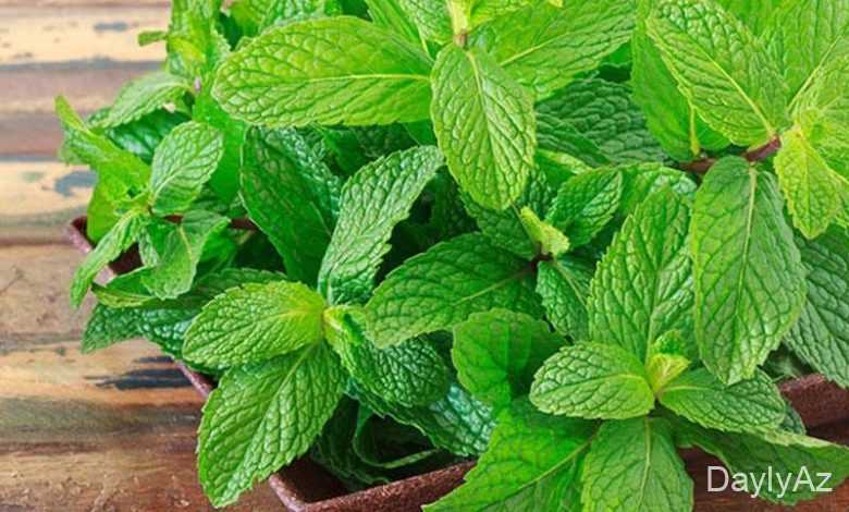 nane haqqinda melumat