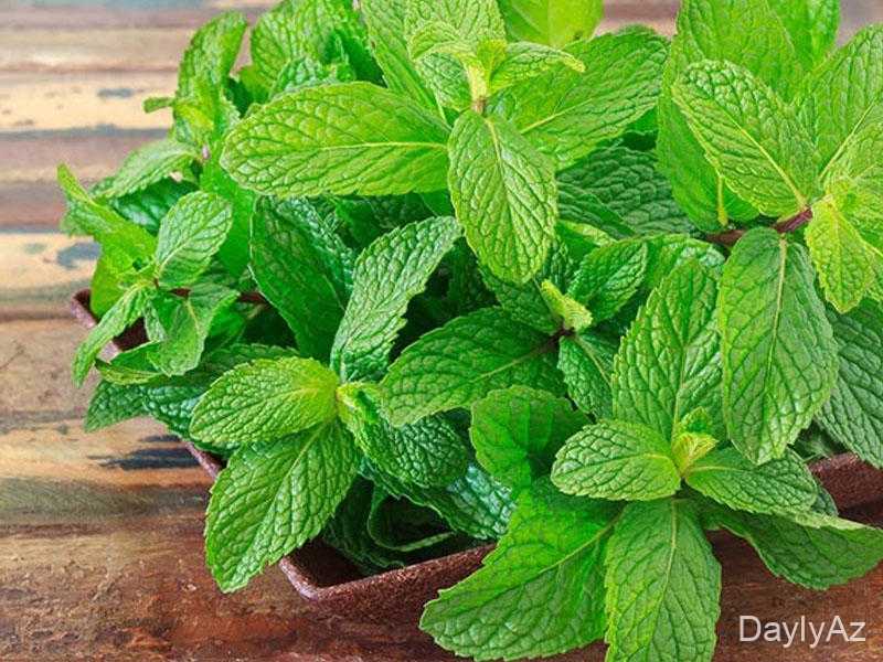 Nane Haqqında : Faydaları, Çayı, Yağı və İstifadə Sahələri