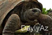 tisbaga haqqinda melumat