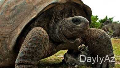 tisbaga haqqinda melumat