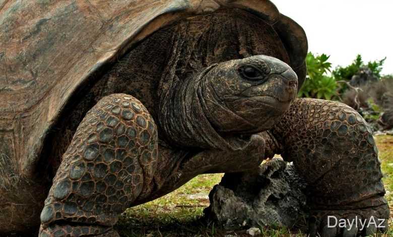 tisbaga haqqinda melumat