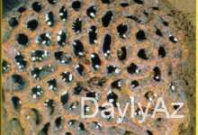 termitler haqqinda melumat