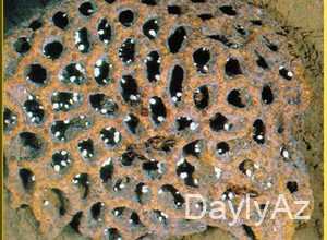 termitler haqqinda melumat