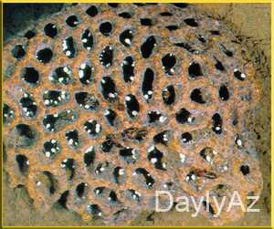 termitler haqqinda melumat