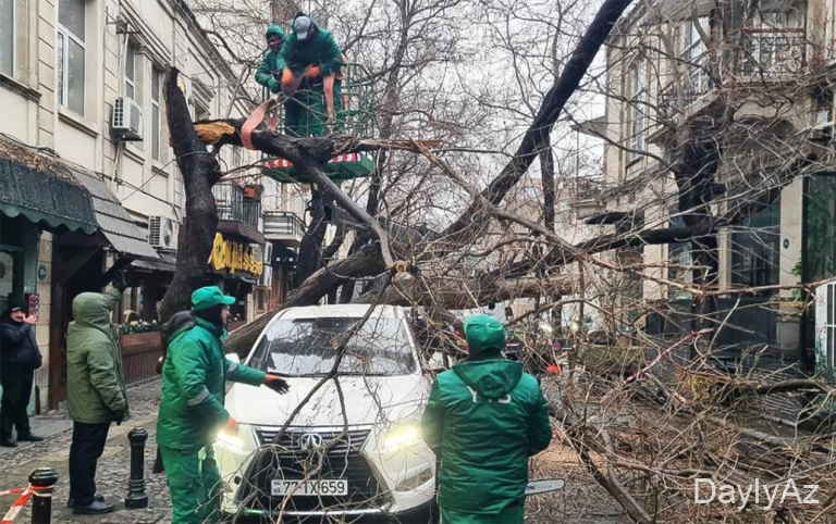 İki gündə Bakıda 78 ağac qırılıb 
							 – Fotolar