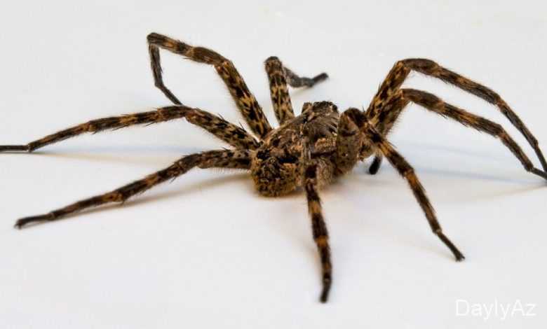 horumcek haqqinda melumat