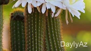 kaktus gulu haqqinda melumat
