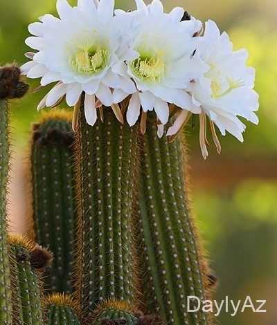 kaktus gulu haqqinda melumat