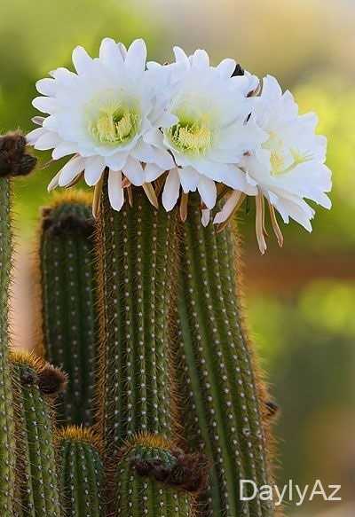 Kaktus Gülü: Növləri, Yetişdirilməsi və Baxımı