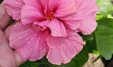 qartenziya gulu haqqinda melumat