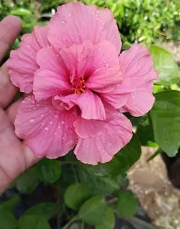 qartenziya gulu haqqinda melumat