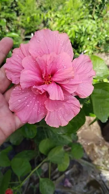 Qartenziya Gülü – Baxımı, Yetişdirilməsi və Faydaları