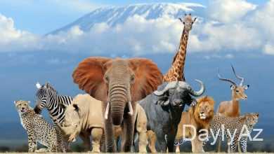 canlilarin faydalari haqqinda melumat