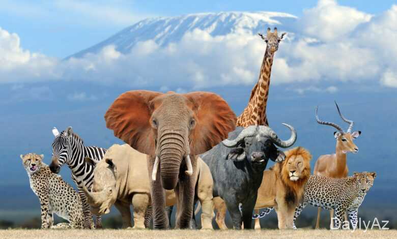 canlilarin faydalari haqqinda melumat