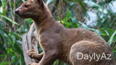 munqo haqqinda melumat