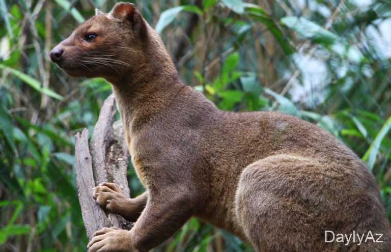 Munqo Nədir? – Tarixi, Növləri, Qidalanması və Sosial Həyatı