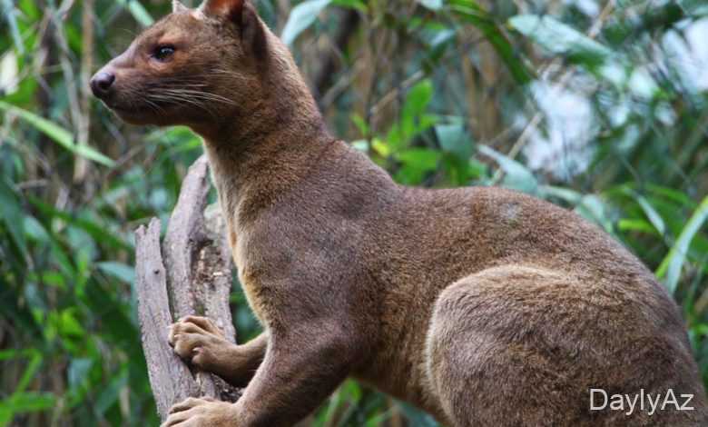 munqo haqqinda melumat