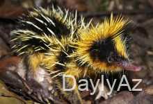 tenrek haqqinda melumat