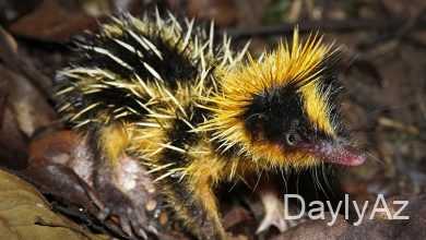 tenrek haqqinda melumat