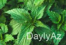 gicitken haqqinda melumat