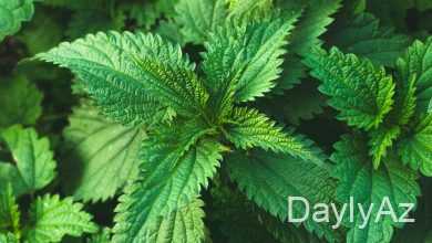 gicitken haqqinda melumat