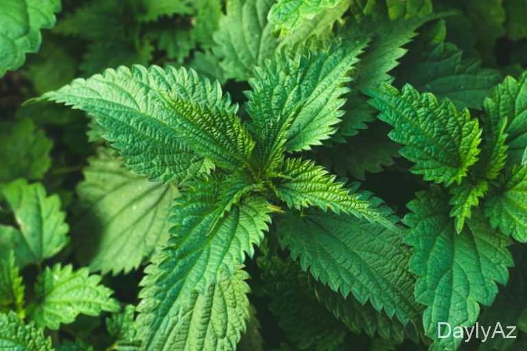 Gicitkən (Urtica dioica) – Faydaları, İstifadəsi və Sağlamlığa Təsiri