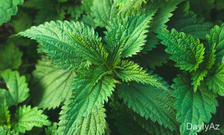 gicitken haqqinda melumat