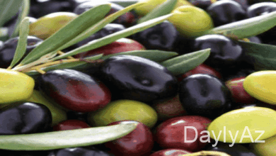 zeytun haqqinda melumat