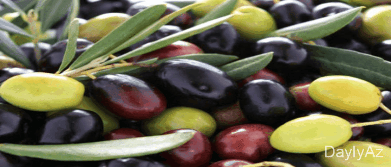 Zeytun Haqqında Məlumat – Növləri, Faydaları və Zeytun Yağı