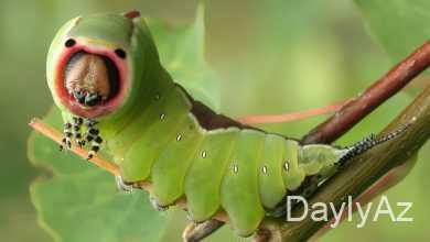 tirtil haqqinda melumat